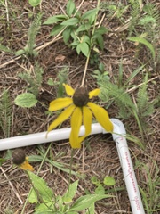 Rudbeckia fulgida