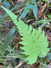 Thelypteridaceae