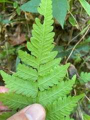 Thelypteridaceae