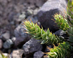 Nassauvia pyramidalis