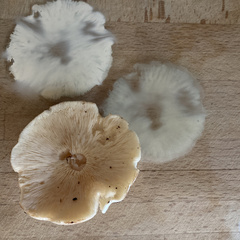 Rhodocollybia