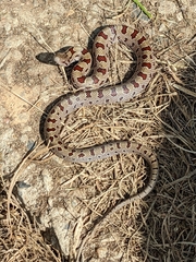 Lampropeltis calligaster