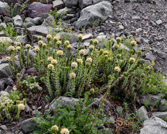 Nassauvia pyramidalis