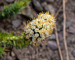 Nassauvia pyramidalis