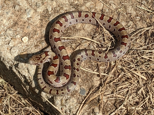 Prairie Kingsnake