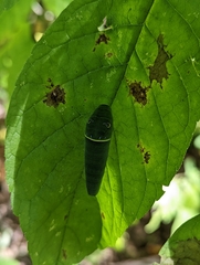 Papilioninae