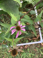 Echinacea