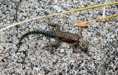 Sceloporus jarrovii