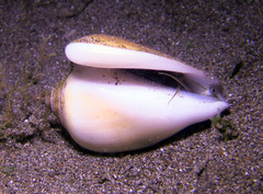 Laevistrombus canarium