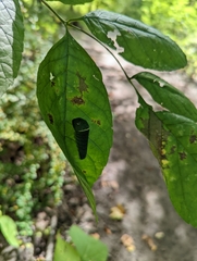 Papilioninae