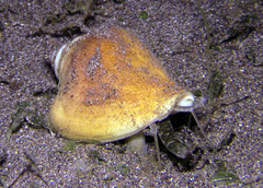 Laevistrombus canarium