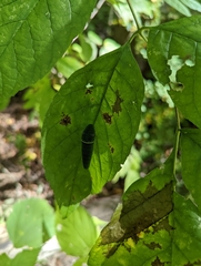 Papilioninae