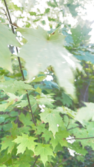 Acer platanoides