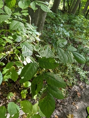 Papilioninae