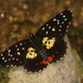 Erodyle Checkerspot - Photo (c) Erick Noe Tapia Banda, some rights reserved (CC BY-NC), uploaded by Erick Noe Tapia Banda