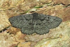 Melanodes anthracitaria