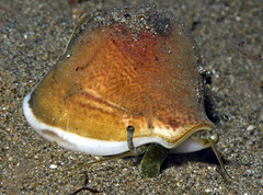 Laevistrombus canarium