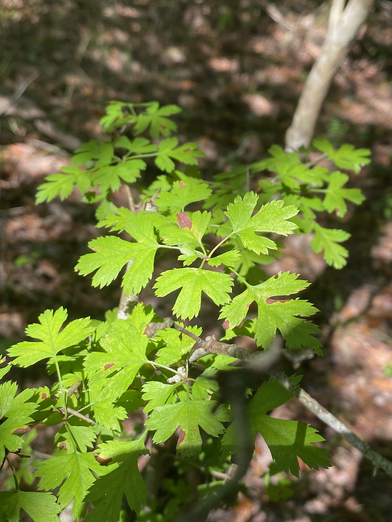 parsley hawthorn from Hardin, Texas, United States on September 21