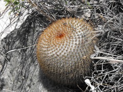 Mammillaria haageana conspicua