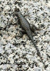 Sceloporus jarrovii