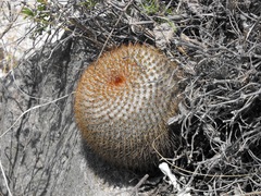 Mammillaria haageana conspicua