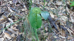 Malaxis unifolia