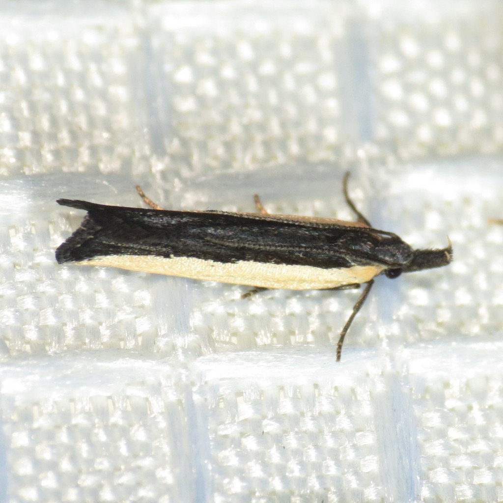 Dichomeris barnesiella