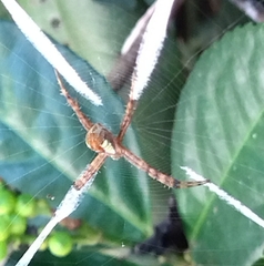 Argiope perforata