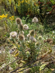 Dipsacus