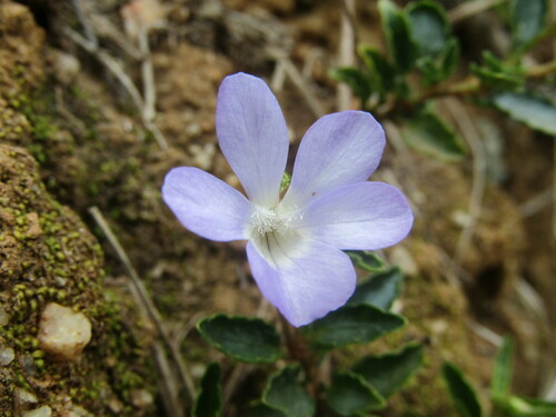 Viola portalesia, photograph 1