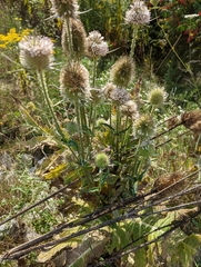 Dipsacus