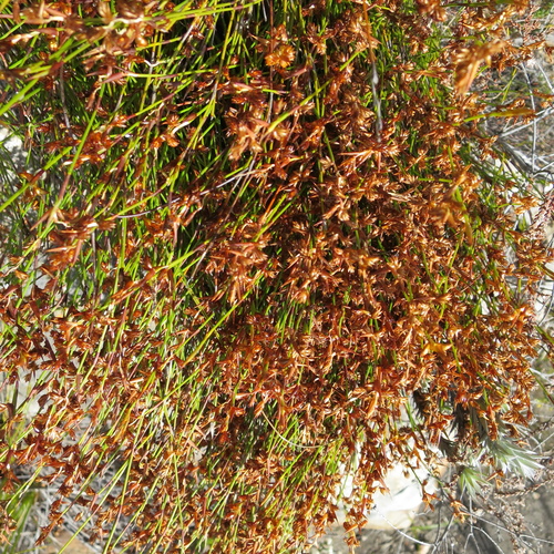 Image of Mastersiella purpurea by no rights reserved