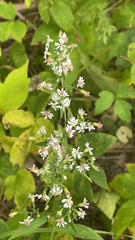 Symphyotrichum lateriflorum