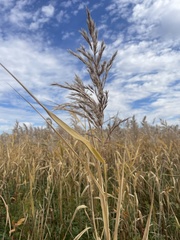 Phragmites australis americanus