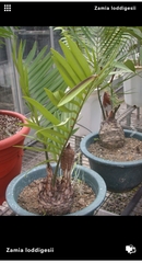Zamia
