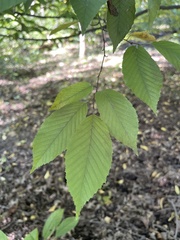 Carpinus caroliniana