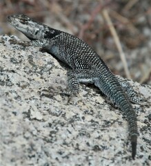 Sceloporus jarrovii