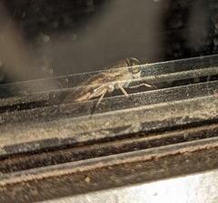 Tabanus lineola