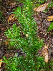 Taxus