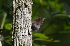 Memphis moruus