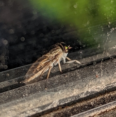 Tabanus lineola