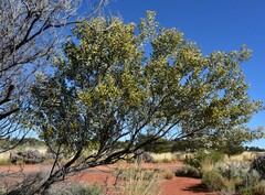 Acacia