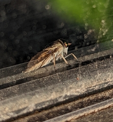 Tabanus lineola