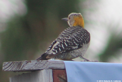 Melanerpes aurifrons