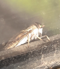 Tabanus lineola