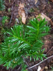 Taxus