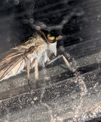 Tabanus lineola