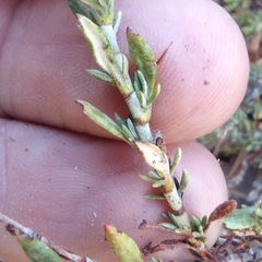 Eriogonum wrightii membranaceum