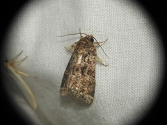 Callopistria latreillei