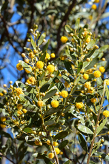 Acacia